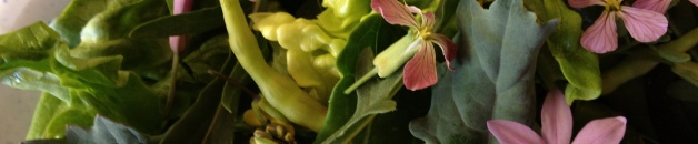 edible flower salad with radish pods and tulbaghia