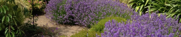 water wise lavender hedge