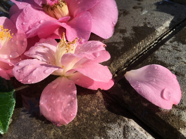pink camellia petal