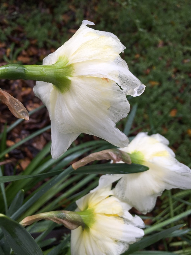 daffodils after rain